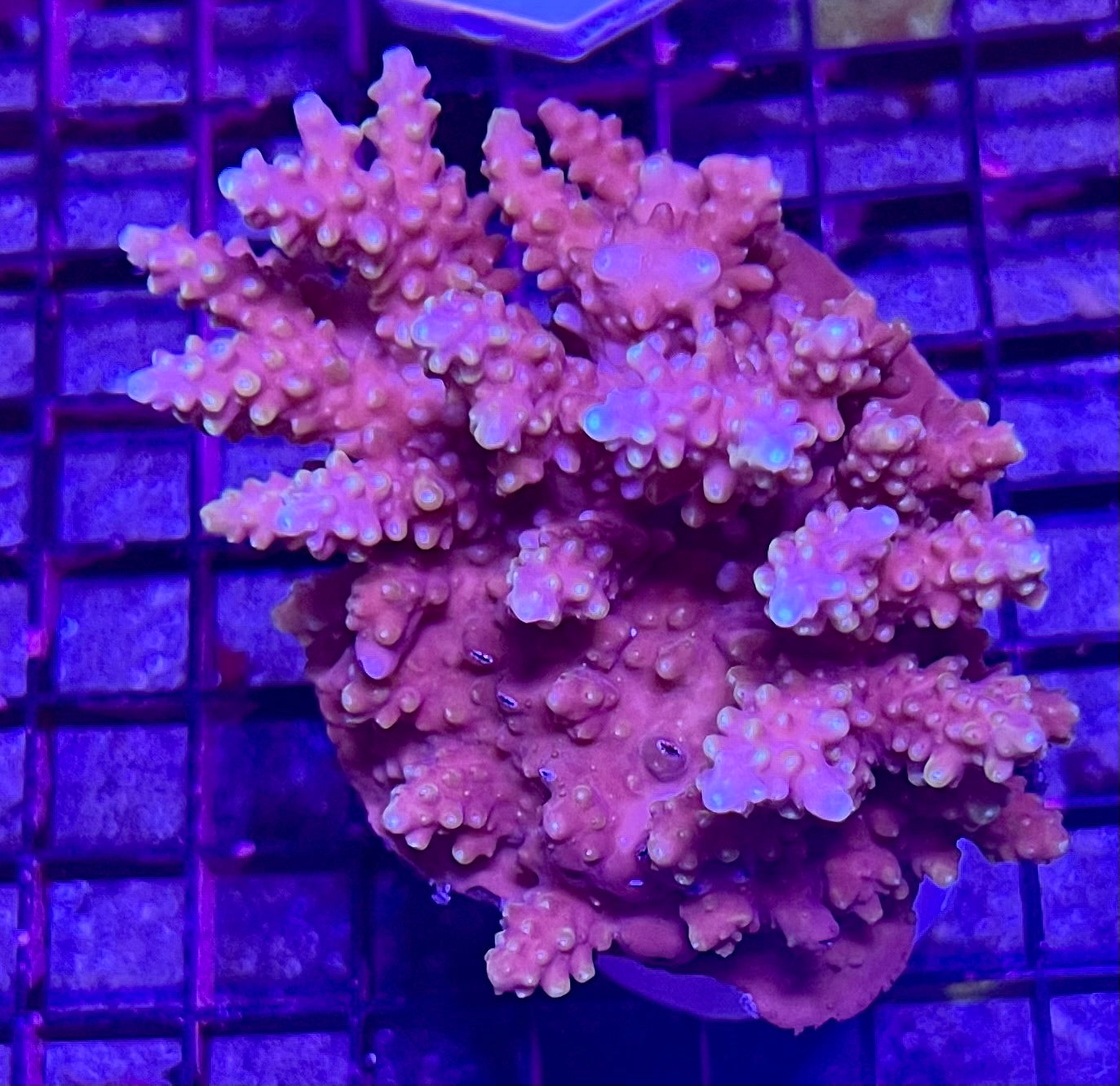 FIJI Extra Large Acropora Coral