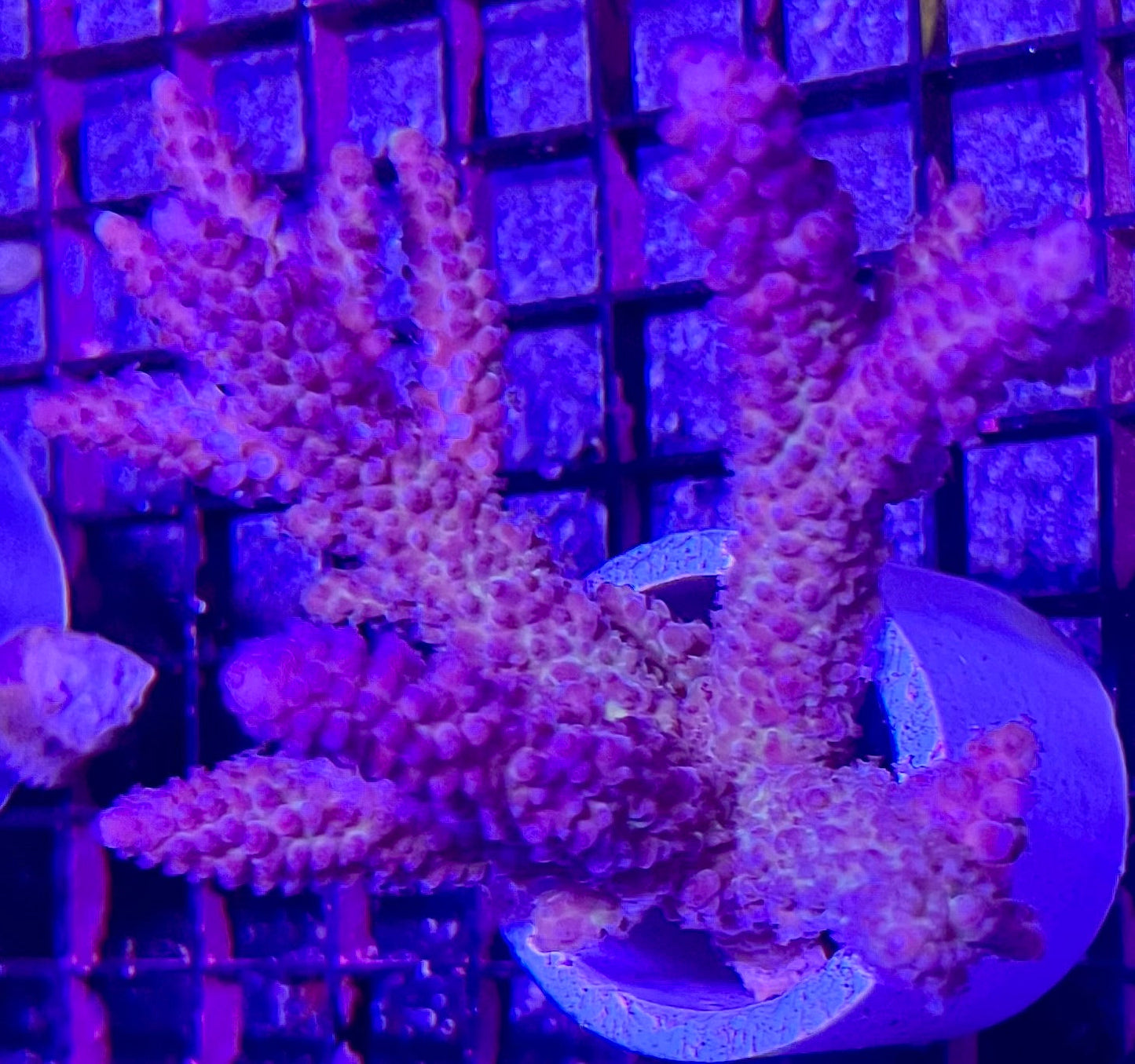 FIJI Extra Large Acropora Coral