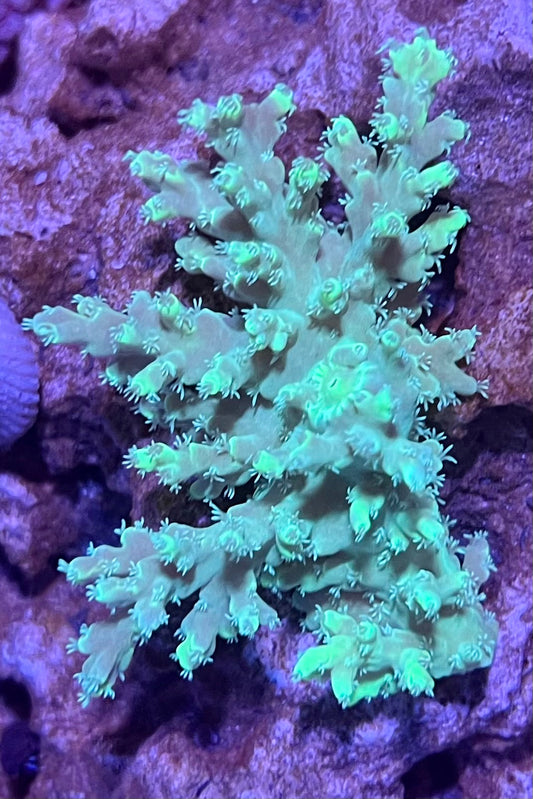 FIJI Extra Large Acropora Coral