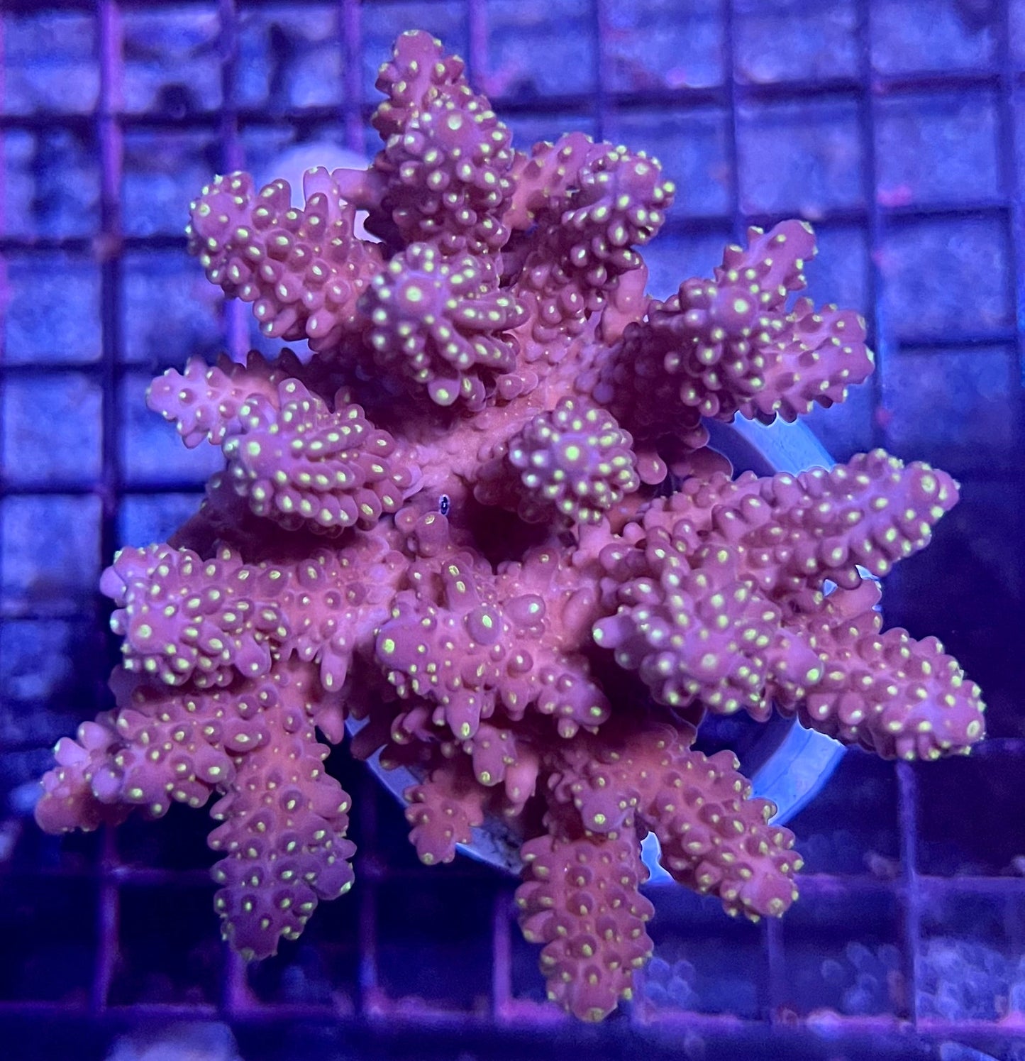 FIJI Extra Large Acropora Coral