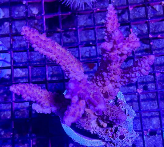 FIJI Extra Large Acropora Coral