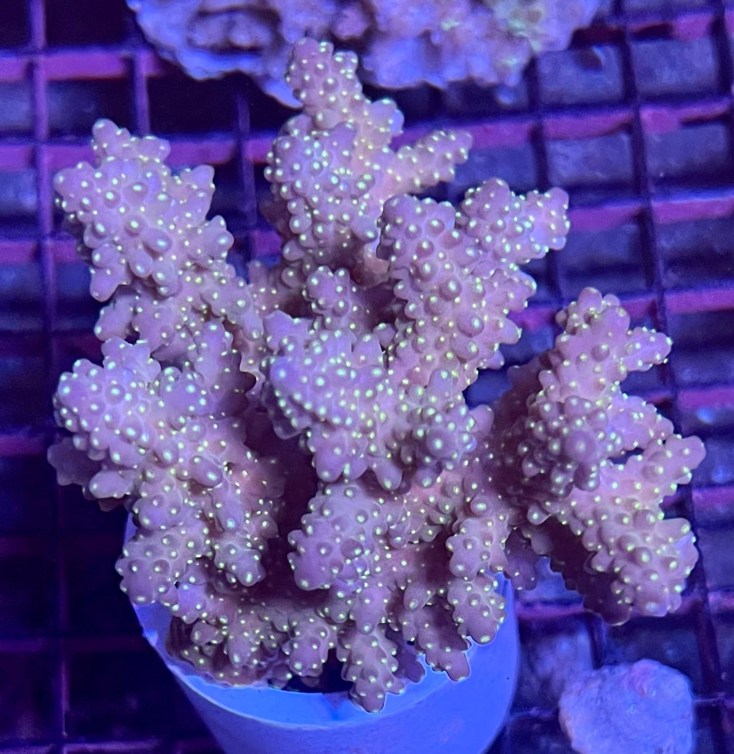 FIJI Extra Large Acropora Coral