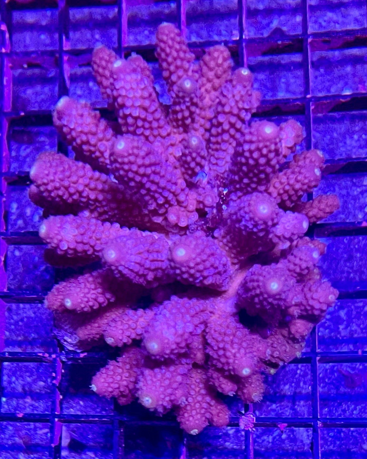 FIJI Extra Large Acropora Coral