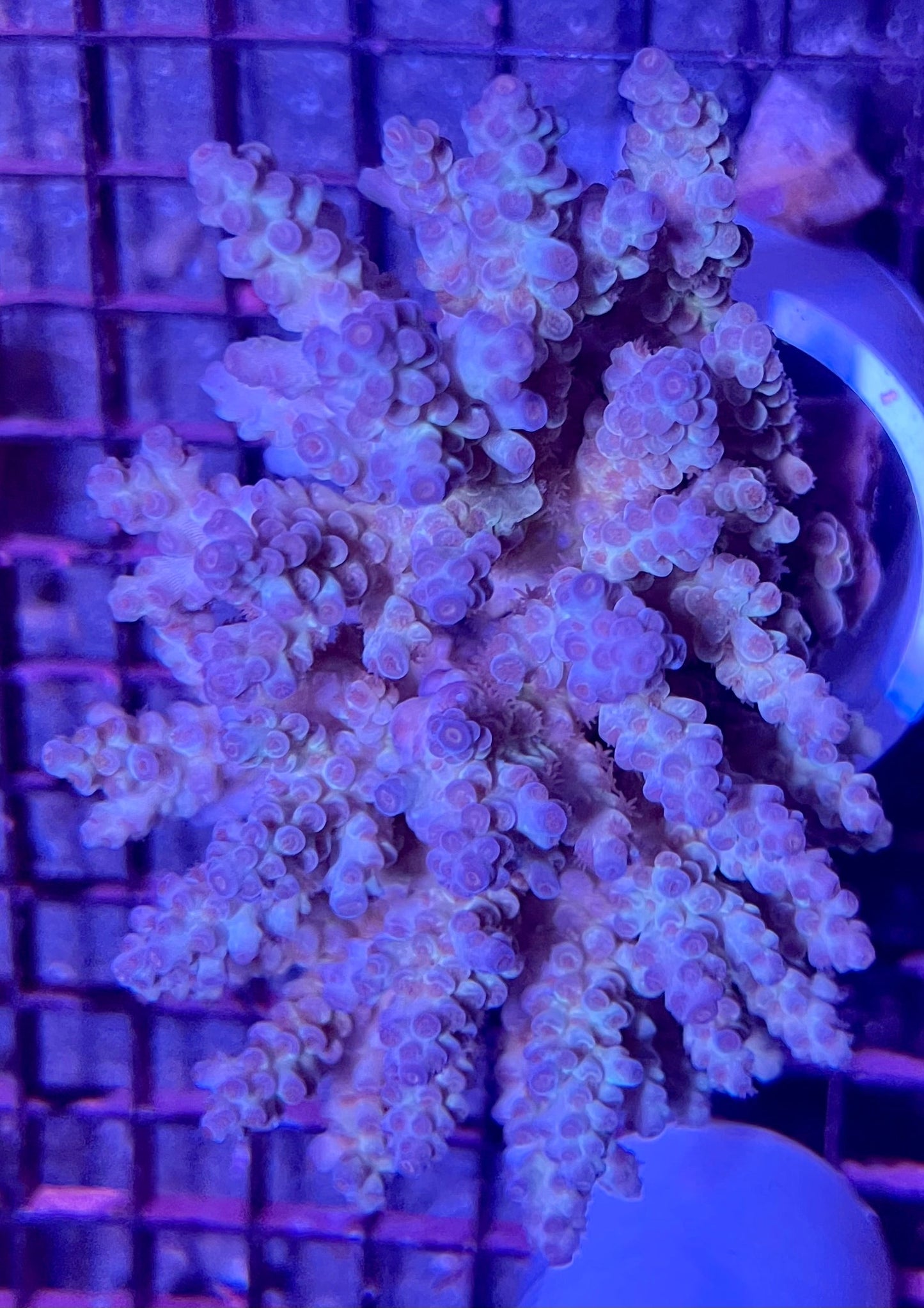 FIJI Extra Large Acropora Coral