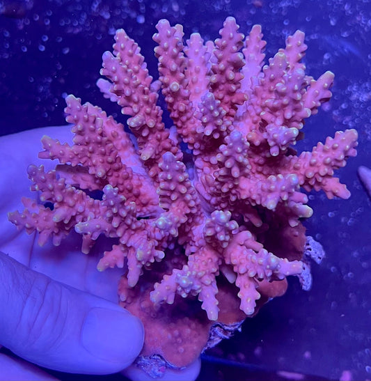 FIJI Extra Large Acropora Coral