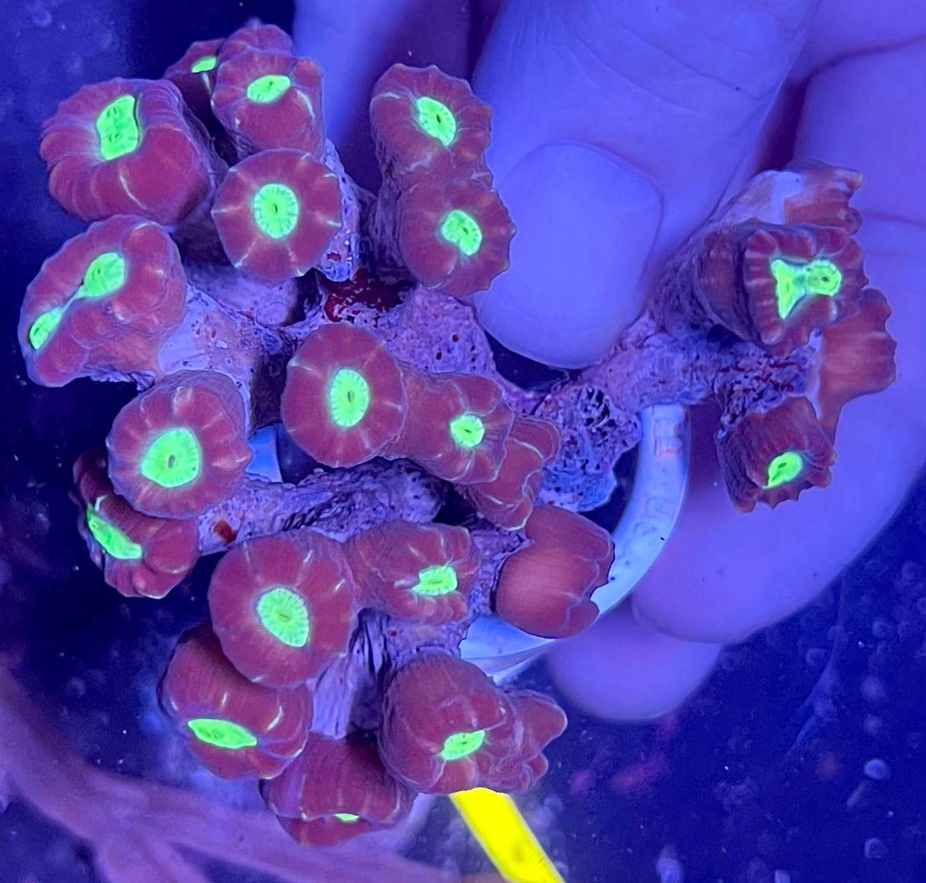 FIJI Ultra Candy Cane Coral