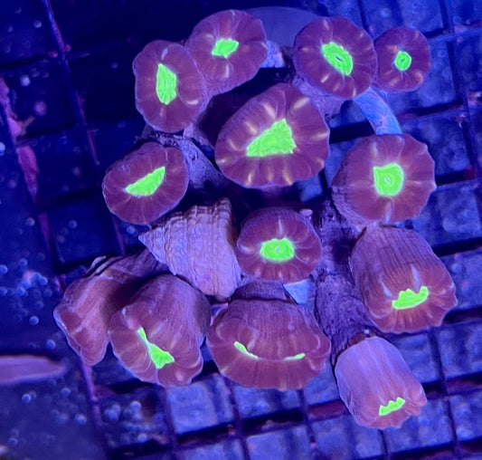 FIJI Ultra Candy Cane Coral