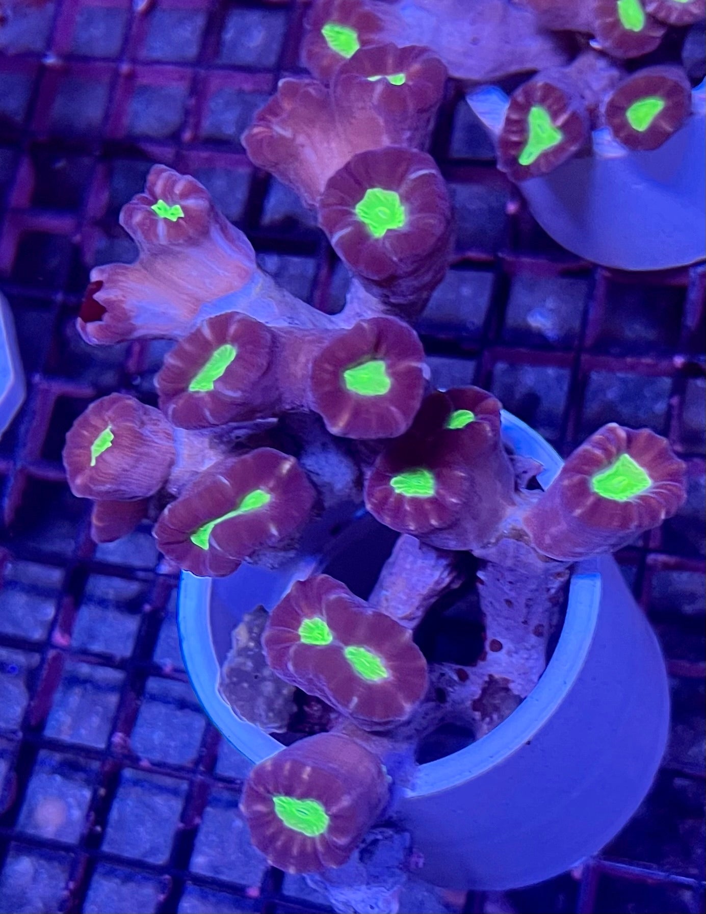 FIJI Ultra Candy Cane Coral