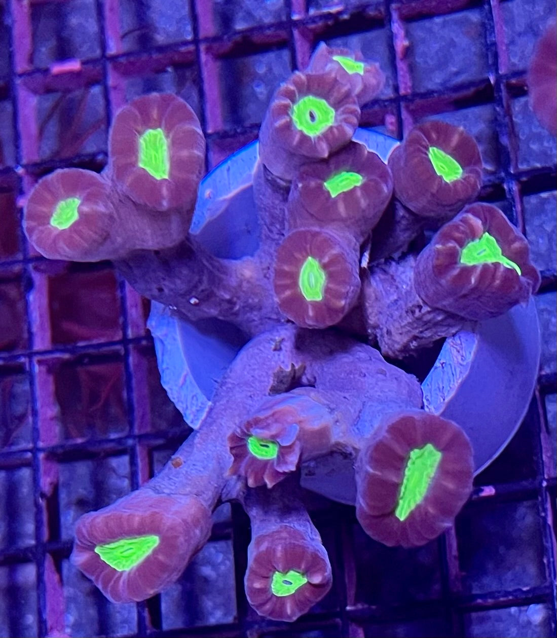 FIJI Ultra Candy Cane Coral