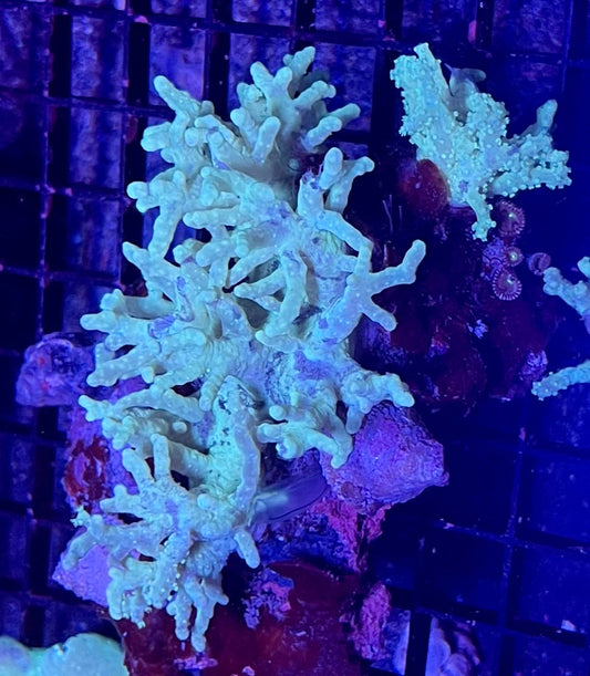 FIJI Large Super Ultra Leather Coral