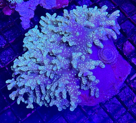 FIJI Large Super Ultra Leather Coral