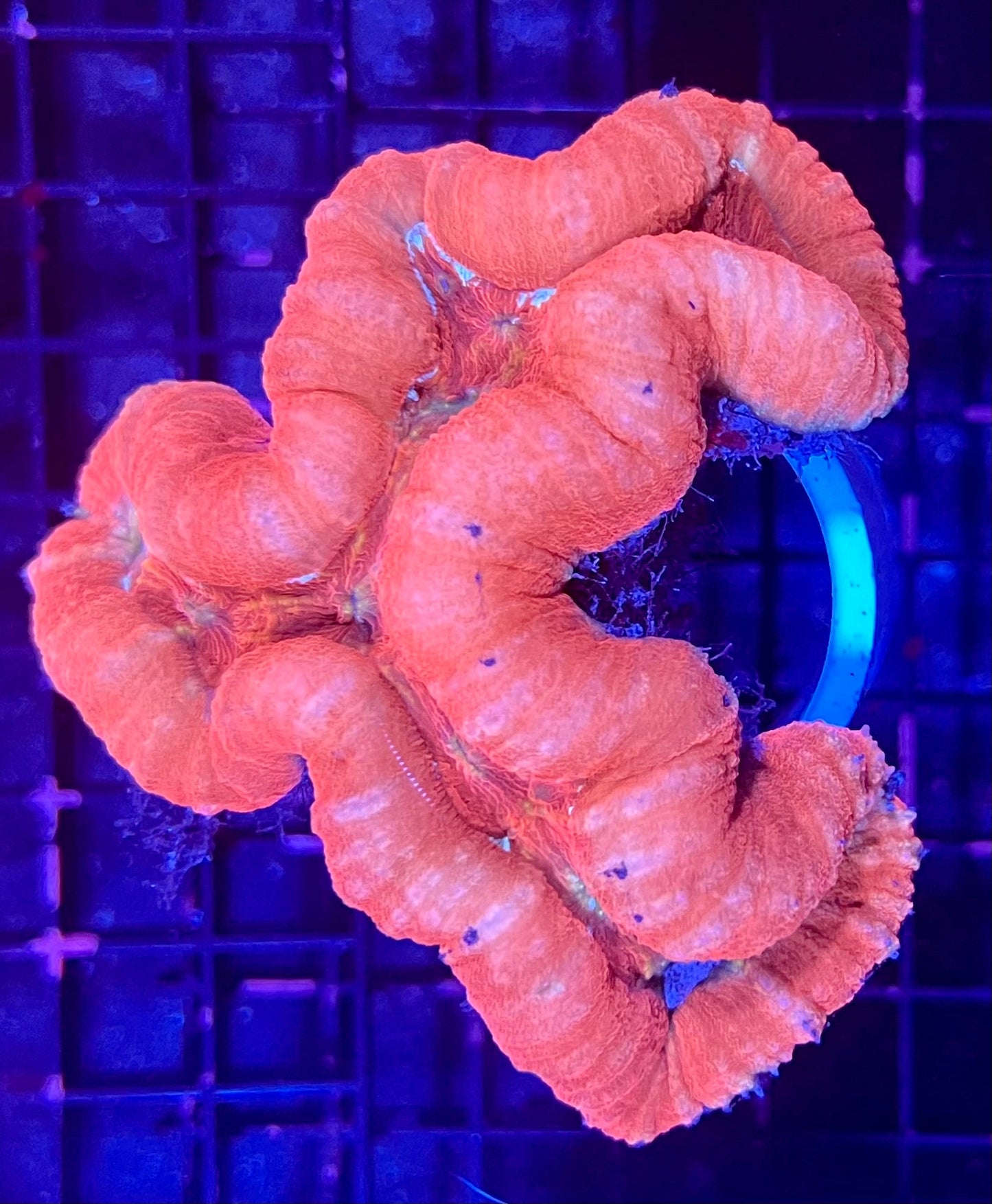 FIJI Large Ultra Lobophyllia