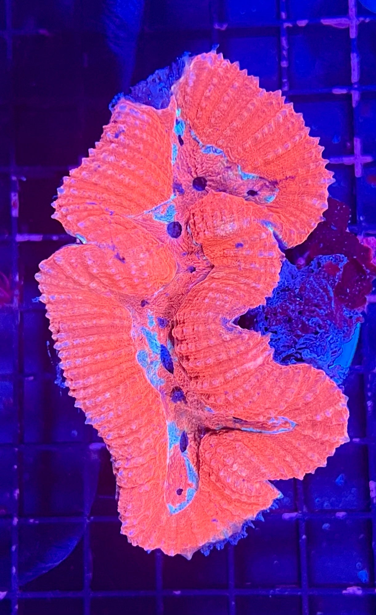 FIJI Large Ultra Lobophyllia