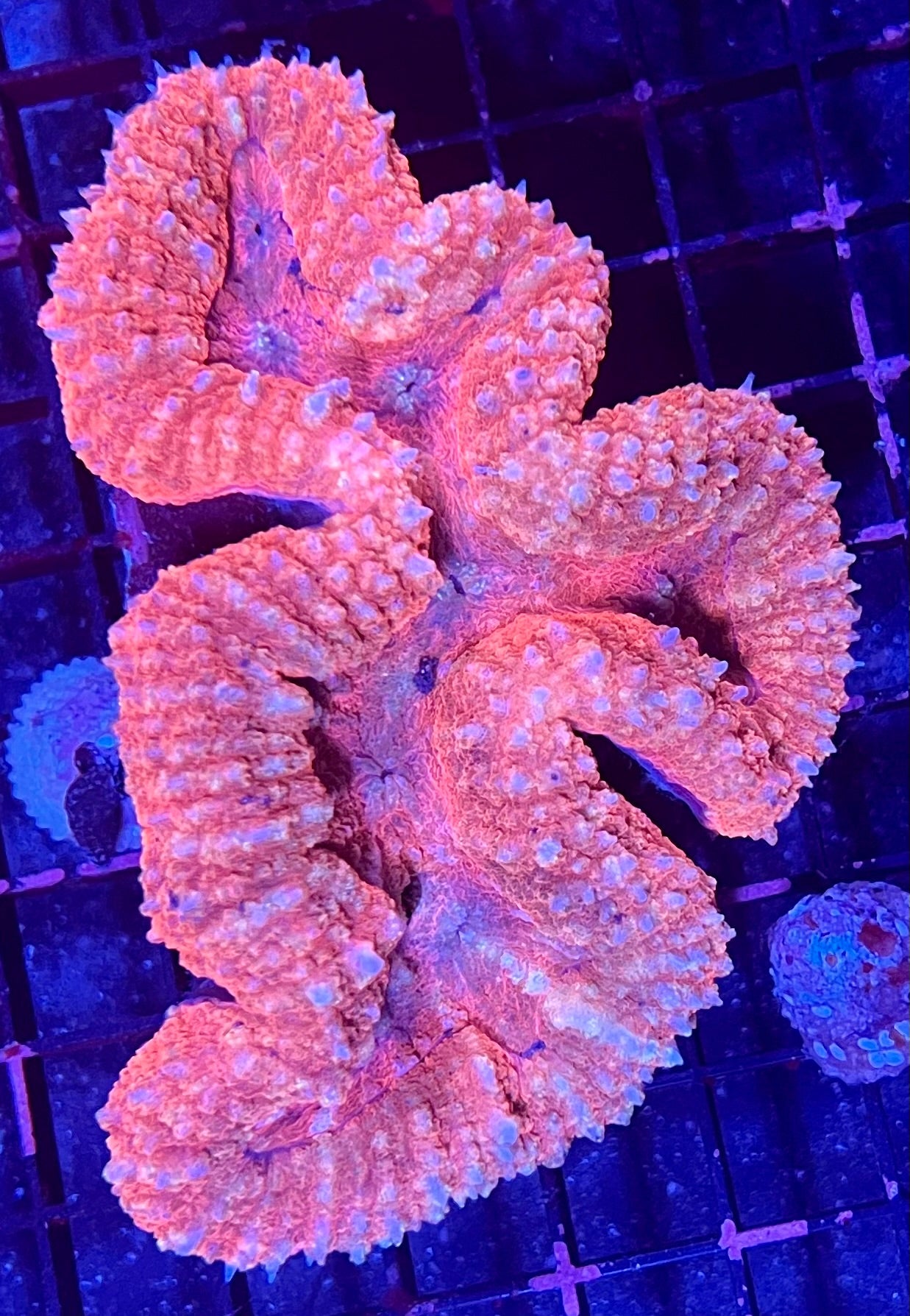 FIJI Large Ultra Lobophyllia