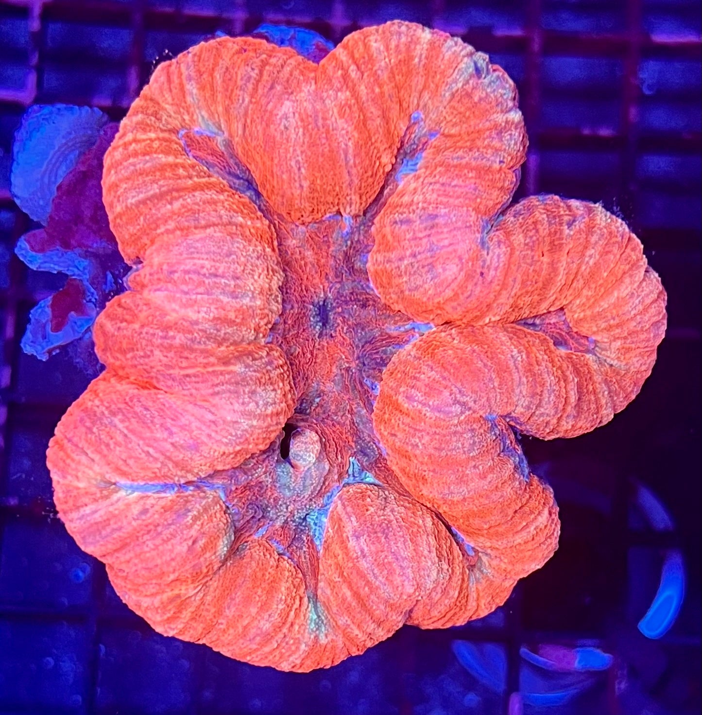 FIJI Large Ultra Lobophyllia