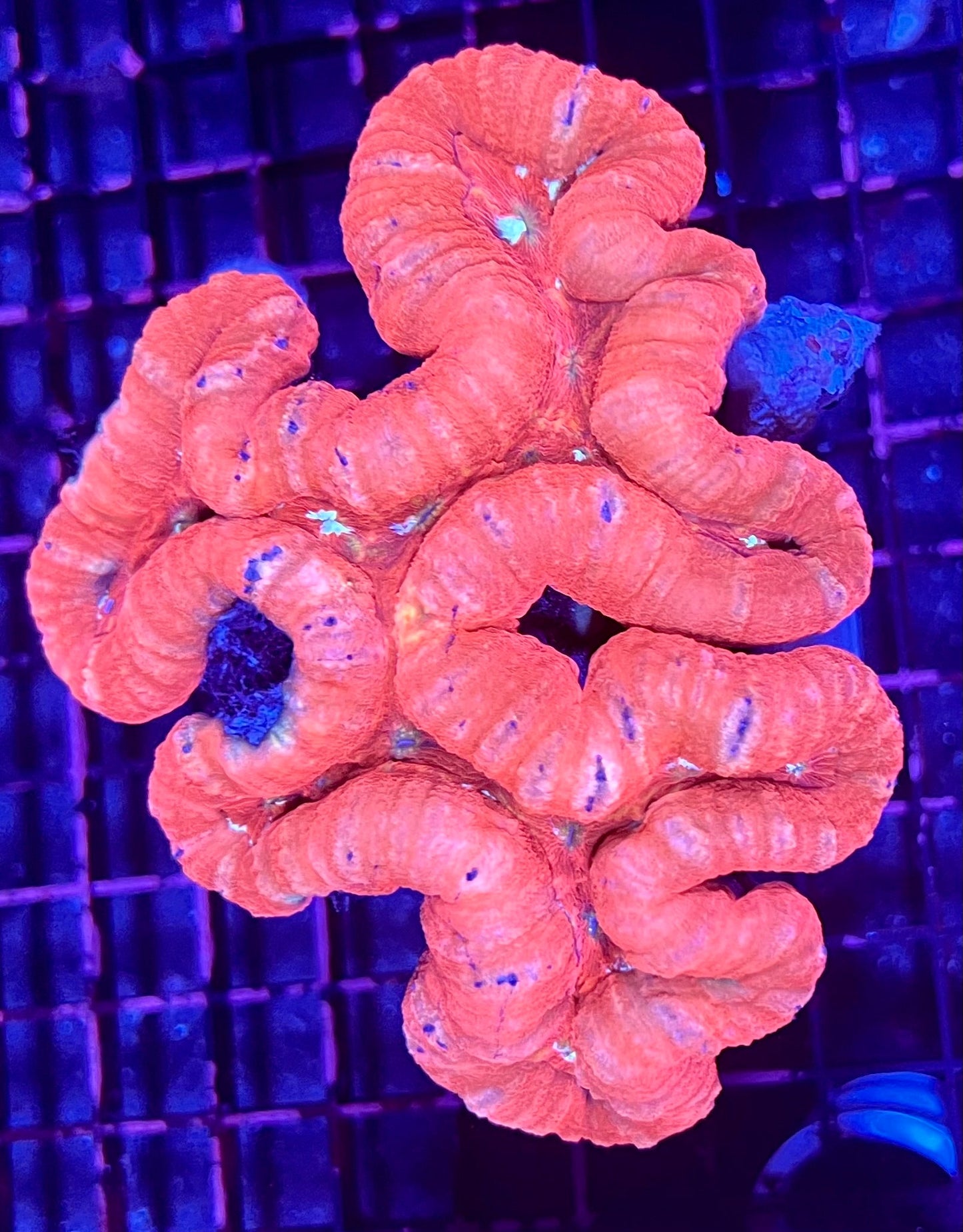 FIJI Large Ultra Lobophyllia