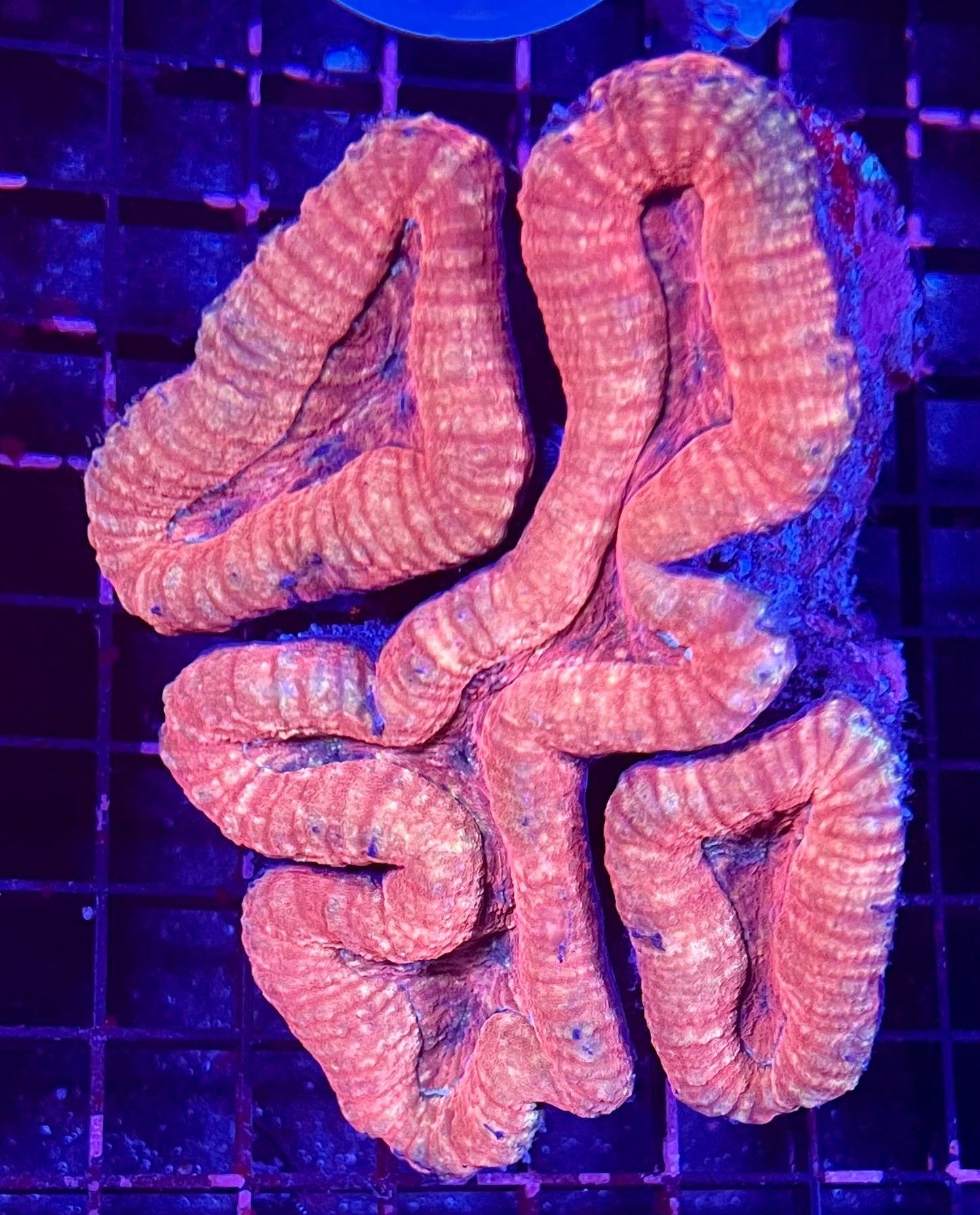 FIJI Large Ultra Lobophyllia