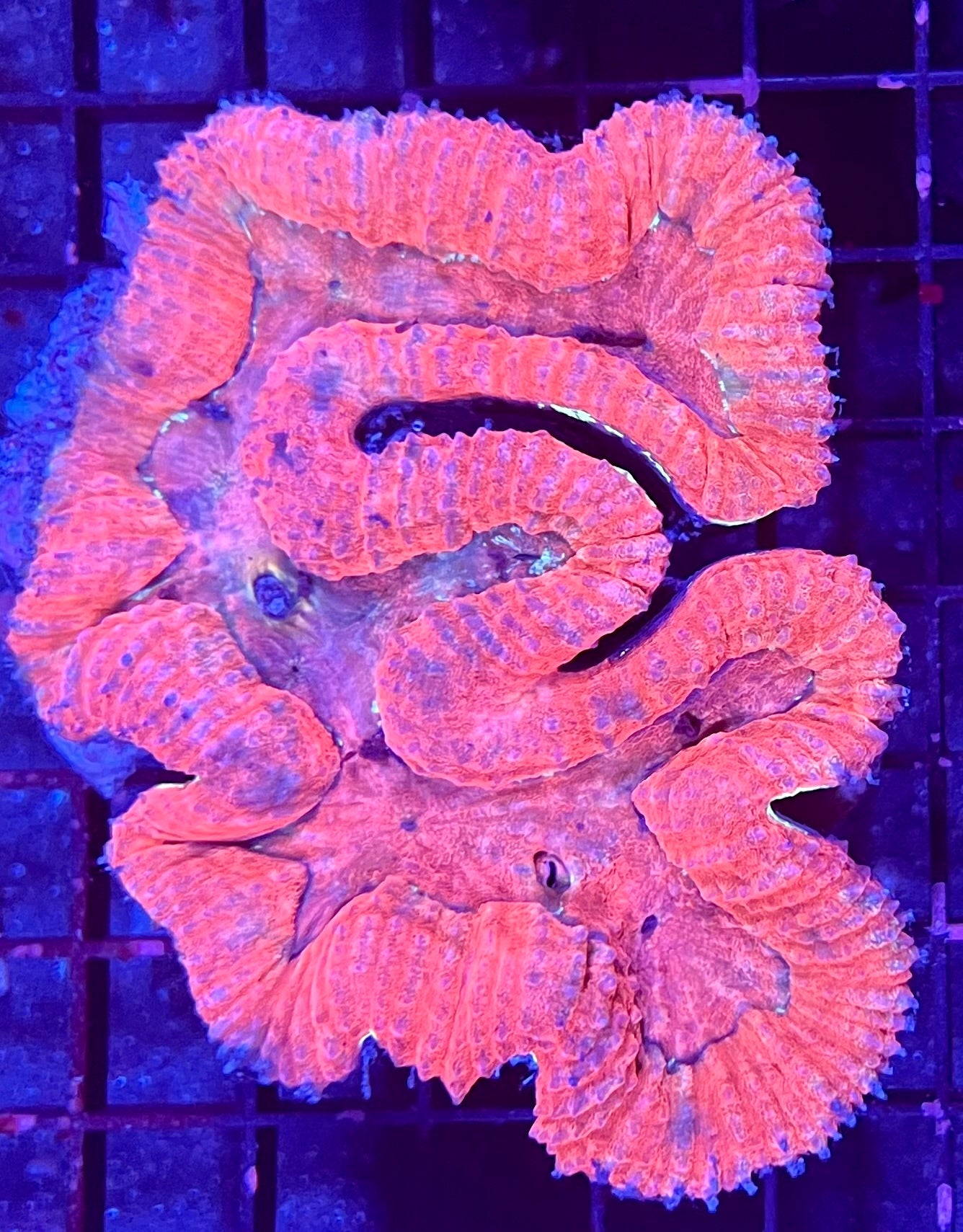 FIJI Large Ultra Lobophyllia