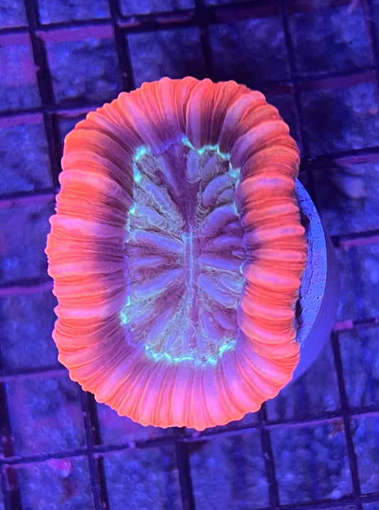 FIJI Medium Open Brain Trachyphyllia