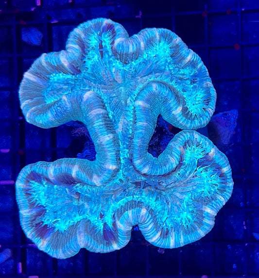 FIJI Medium Open Brain Trachyphyllia