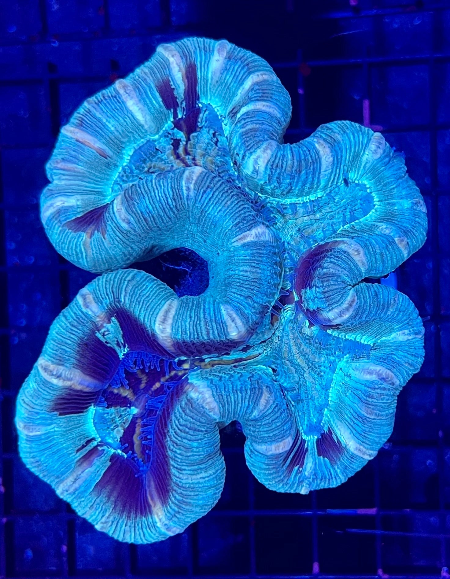 FIJI Medium Open Brain Trachyphyllia