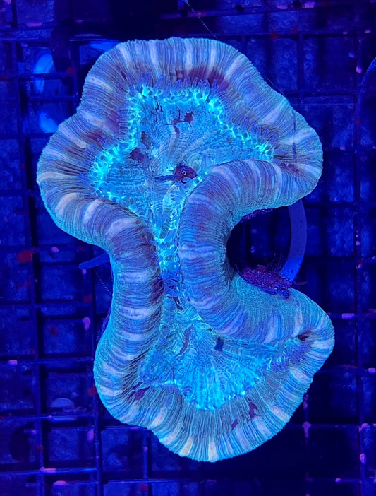 FIJI Medium Open Brain Trachyphyllia