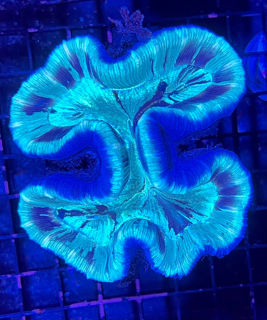 FIJI Medium Open Brain Trachyphyllia