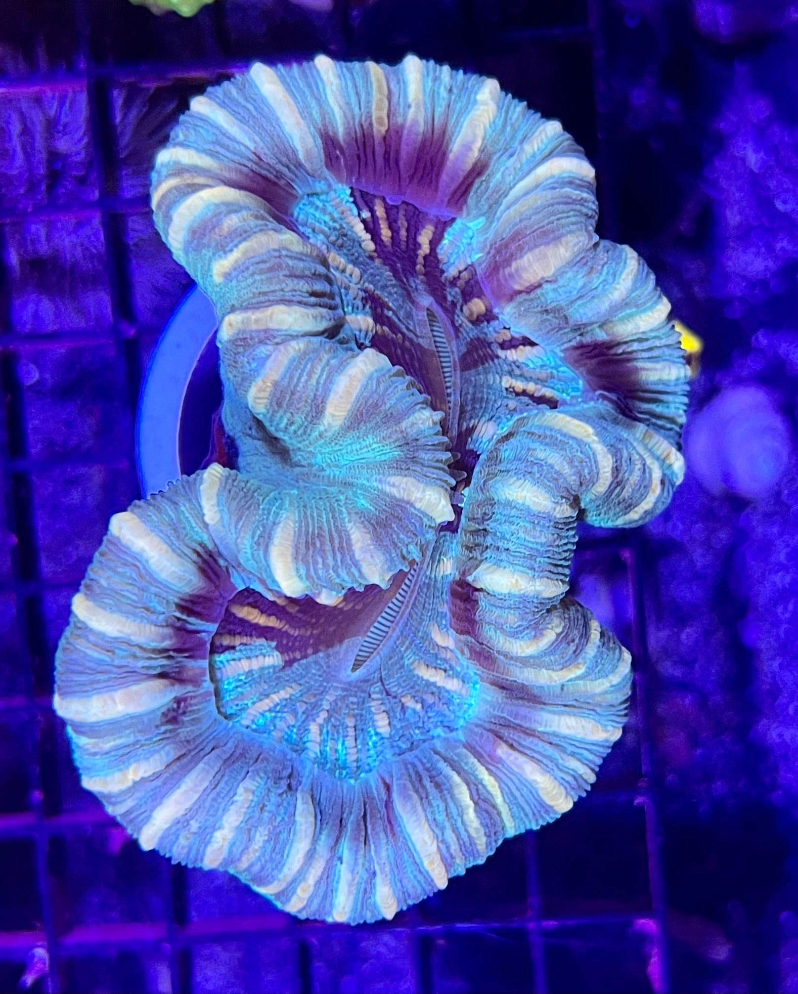 FIJI Medium Open Brain Trachyphyllia