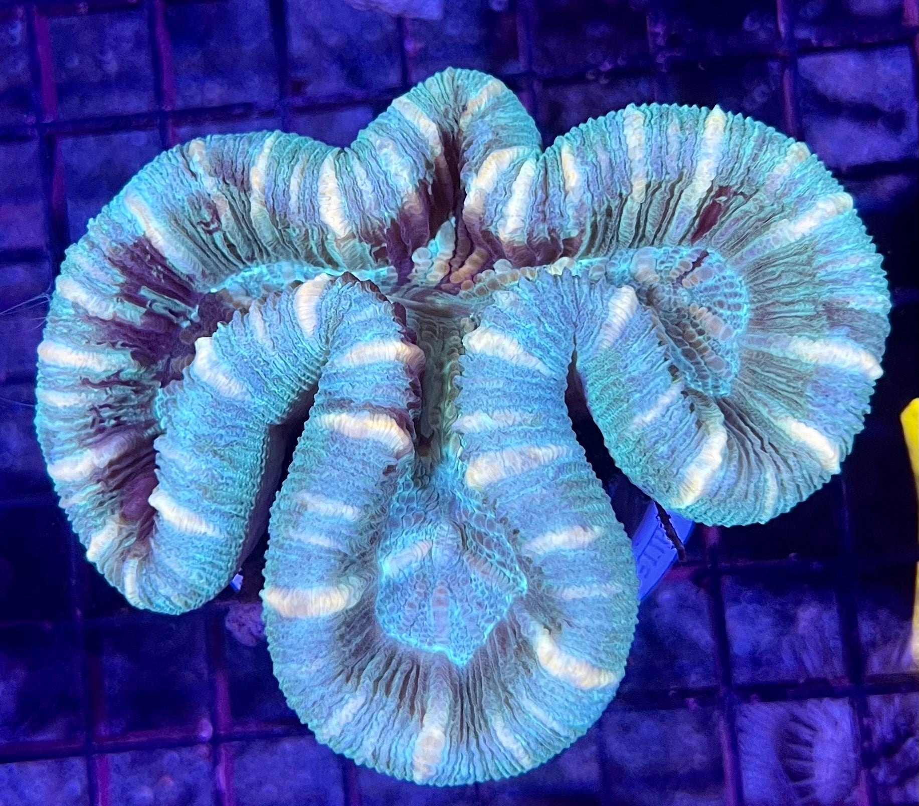 FIJI Medium Open Brain Trachyphyllia