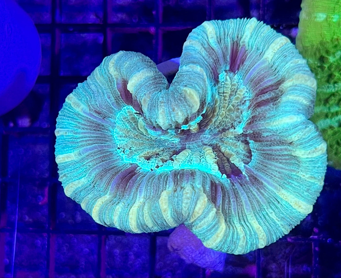 FIJI Medium Open Brain Trachyphyllia