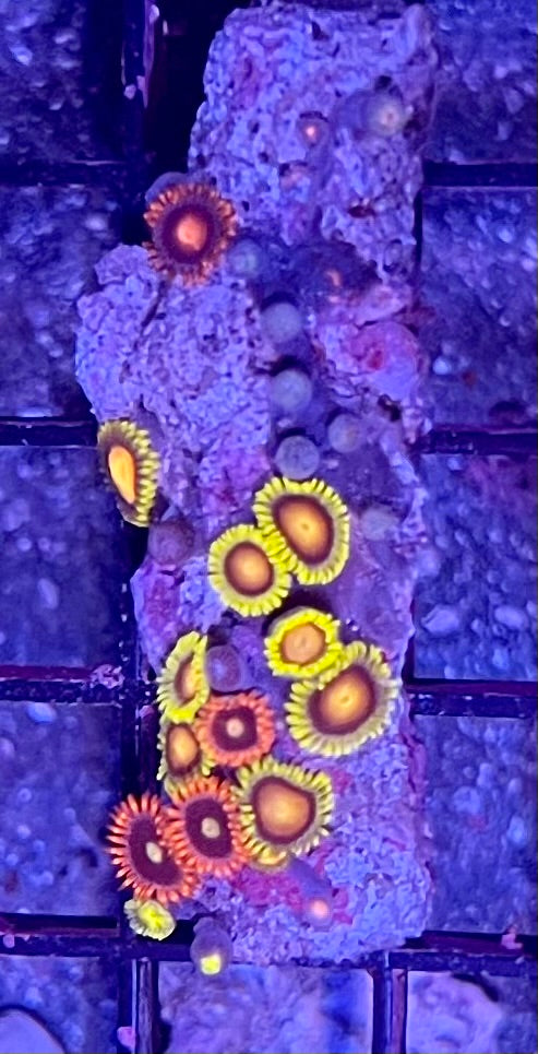 FIJI Super Ultra Zoanthids