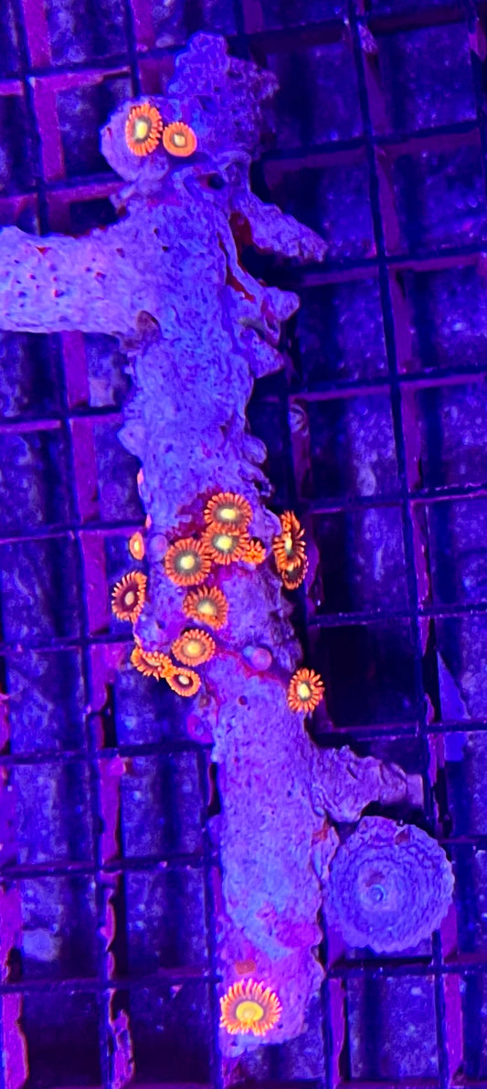 FIJI Super Ultra Zoanthids