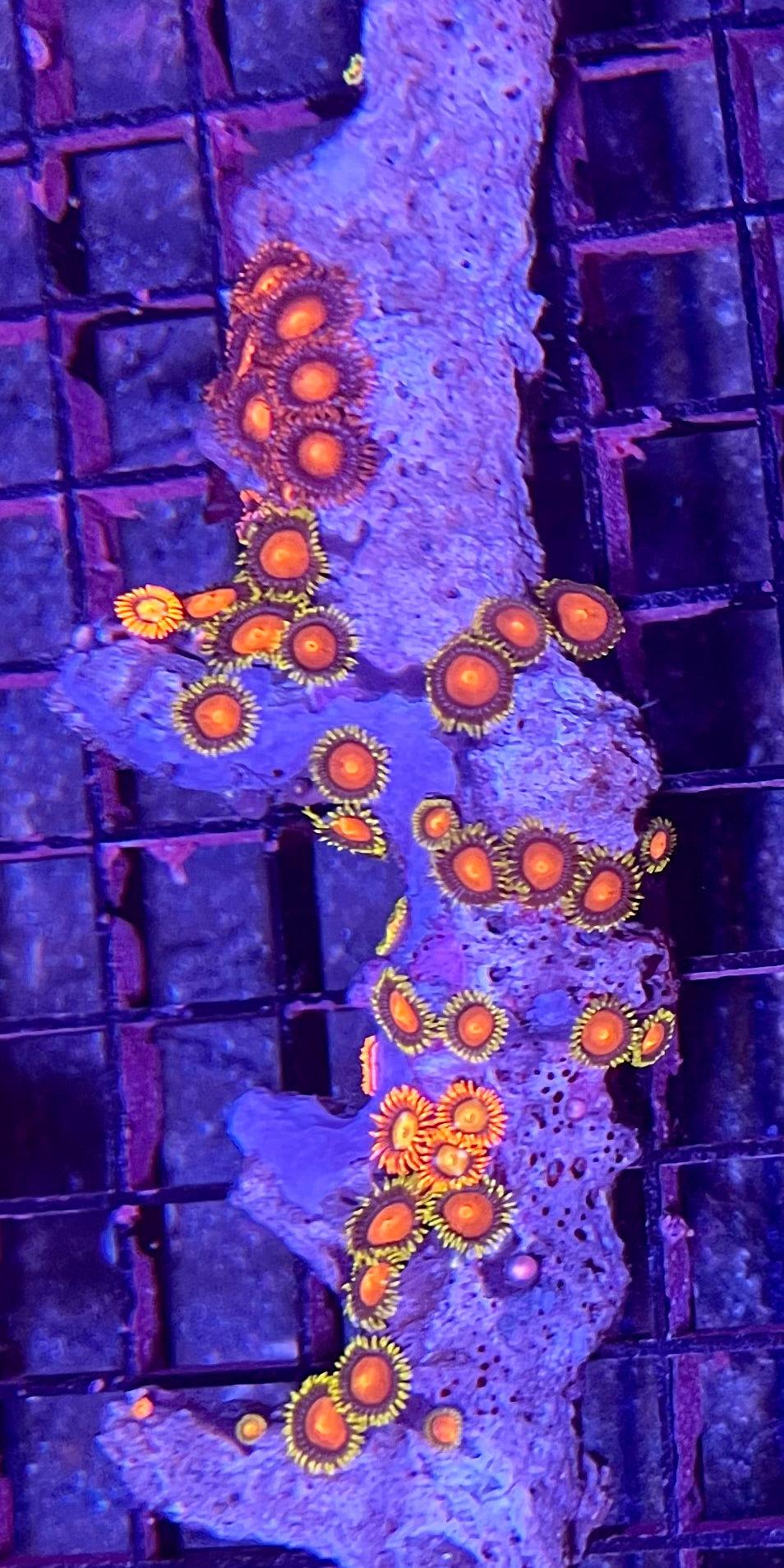 FIJI Super Ultra Zoanthids