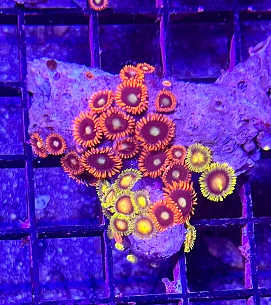 FIJI Super Ultra Zoanthids