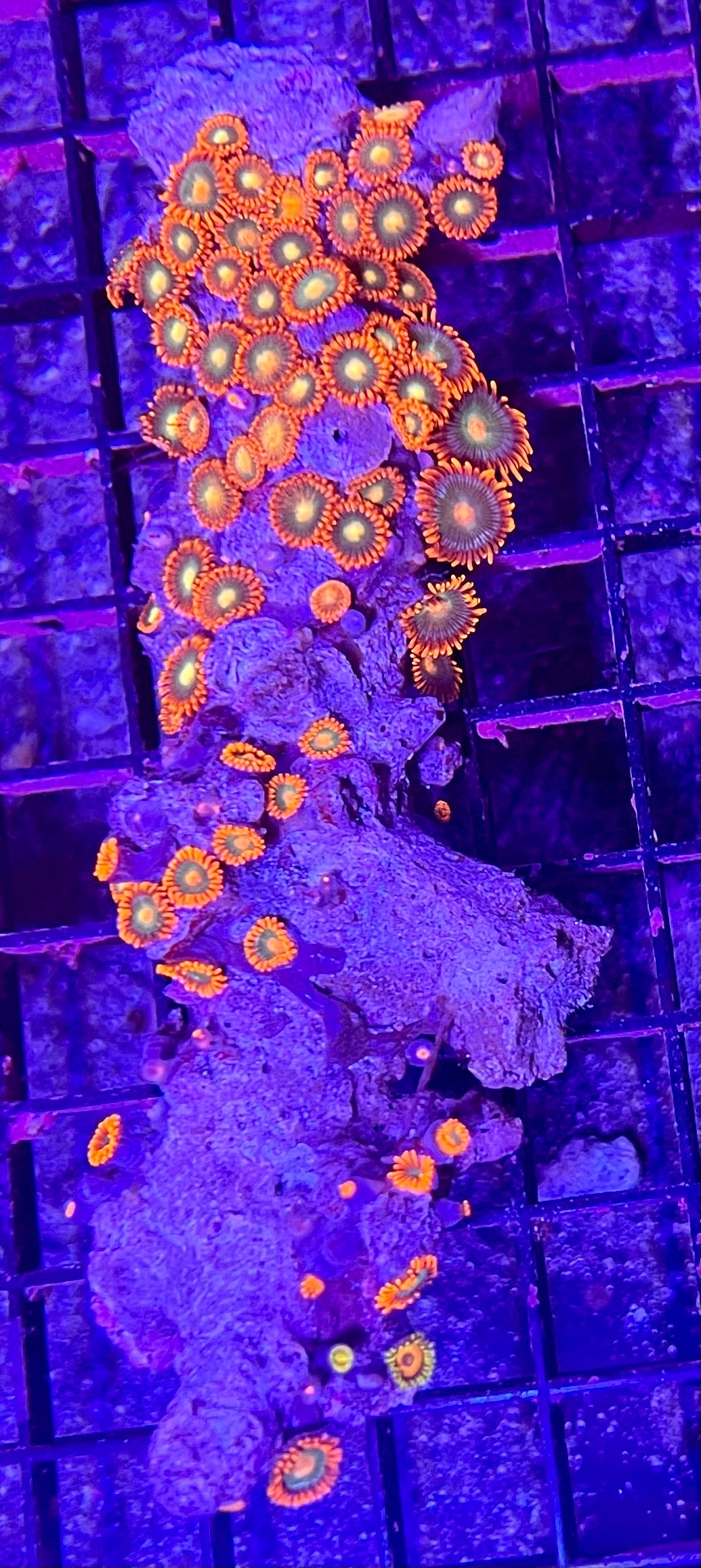 FIJI Super Ultra Zoanthids