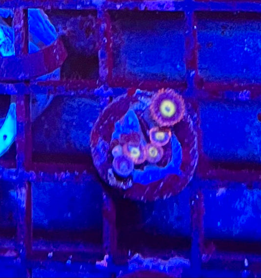 Assorted Coral Frags