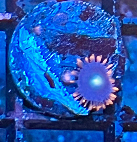 Coral Frag