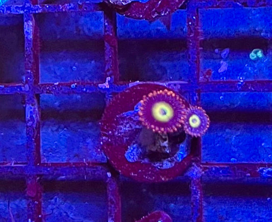 Assorted Coral Frags