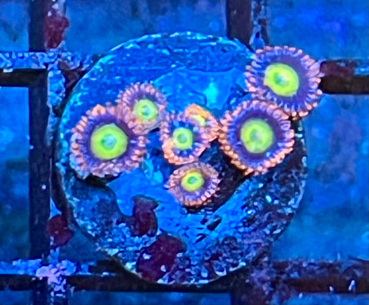 Coral Frag