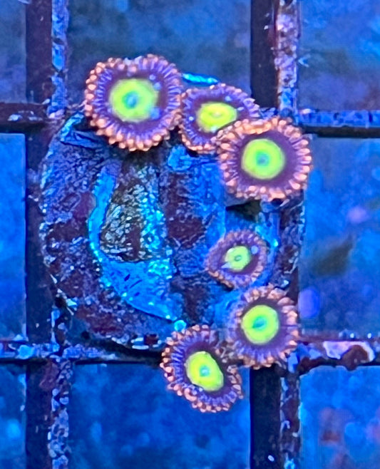 Coral Frag