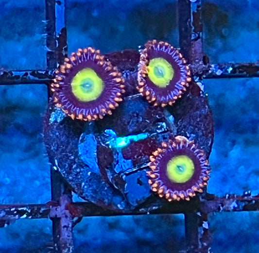 Coral Frag