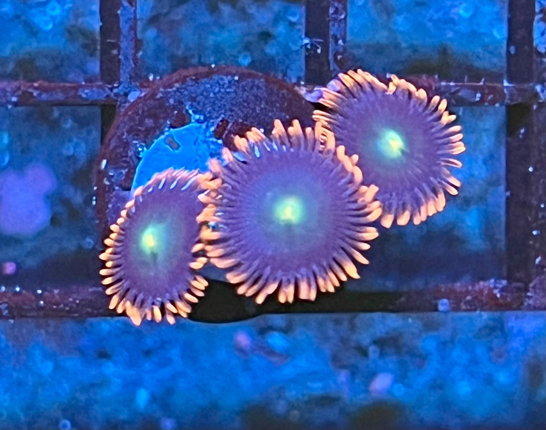 Coral Frag