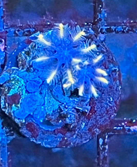 Coral Frag