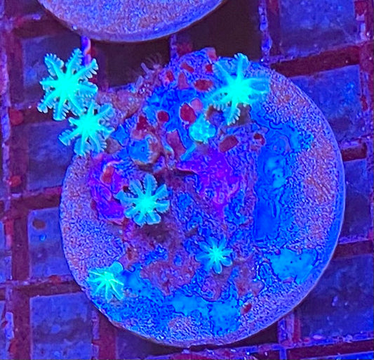 Assorted Coral Frags
