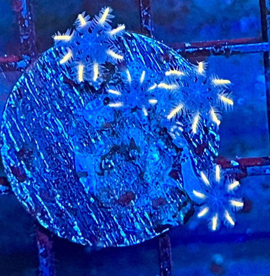 Coral Frag