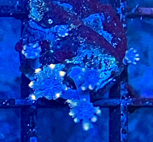 Coral Frag