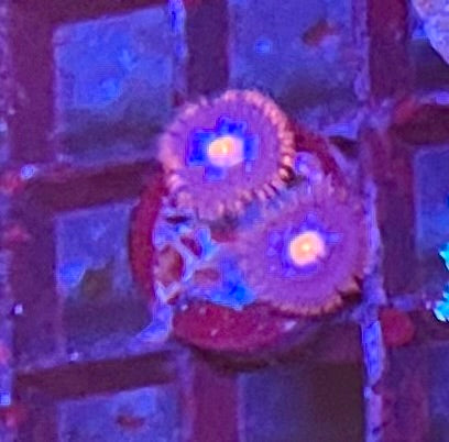 Assorted Coral Frags
