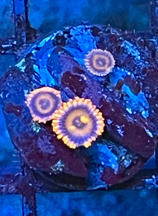 Coral Frag