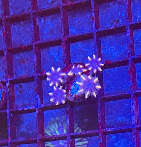 Assorted Coral Frags