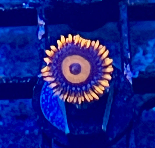 Coral Frag